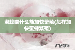 怎样加快蜜蜂繁殖 蜜蜂喂什么能加快繁殖