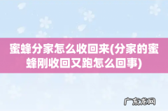 分家的蜜蜂刚收回又跑怎么回事 蜜蜂分家怎么收回来