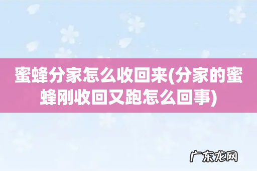 分家的蜜蜂刚收回又跑怎么回事 蜜蜂分家怎么收回来