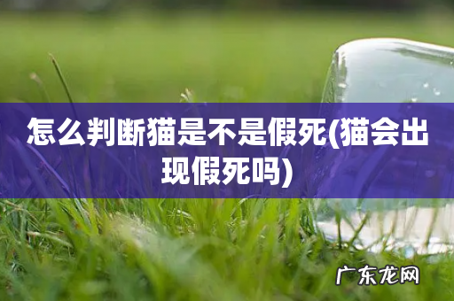 猫会出现假死吗 怎么判断猫是不是假死