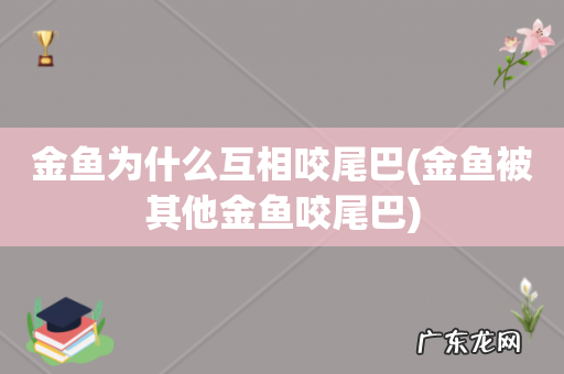 金鱼被其他金鱼咬尾巴 金鱼为什么互相咬尾巴