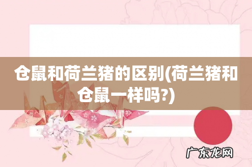 荷兰猪和仓鼠一样吗? 仓鼠和荷兰猪的区别