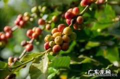 咖啡的热门种类有哪些？