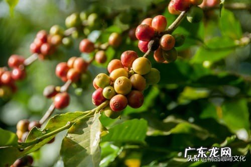 咖啡的热门种类有哪些?