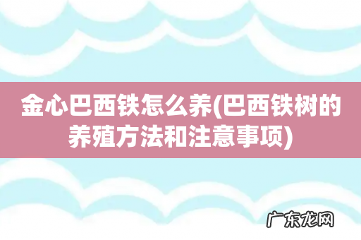 巴西铁树的养殖方法和注意事项 金心巴西铁怎么养