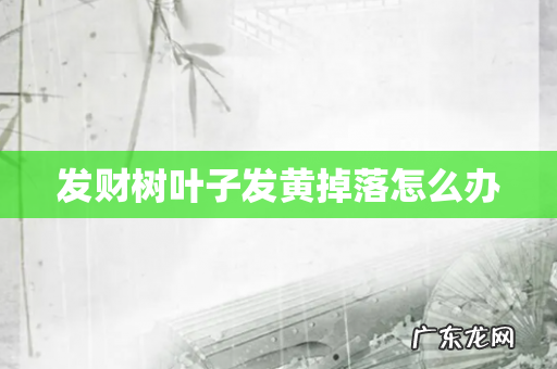 发财树叶子发黄掉落怎么办