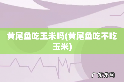 黄尾鱼吃不吃玉米 黄尾鱼吃玉米吗