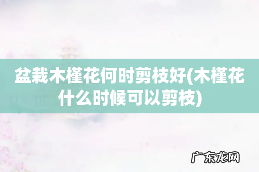 木槿花什么时候可以剪枝 盆栽木槿花何时剪枝好