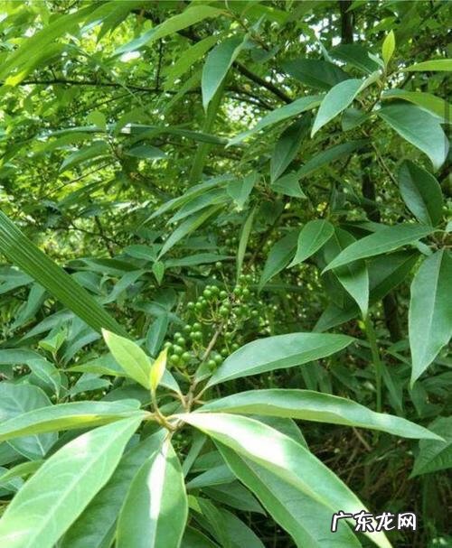 木姜子的害处 木姜子属于什么科
