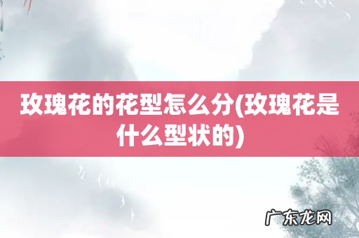 玫瑰花是什么型状的 玫瑰花的花型怎么分