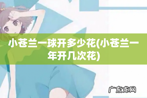 小苍兰一年开几次花 小苍兰一球开多少花