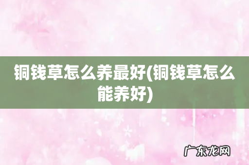 铜钱草怎么能养好 铜钱草怎么养最好