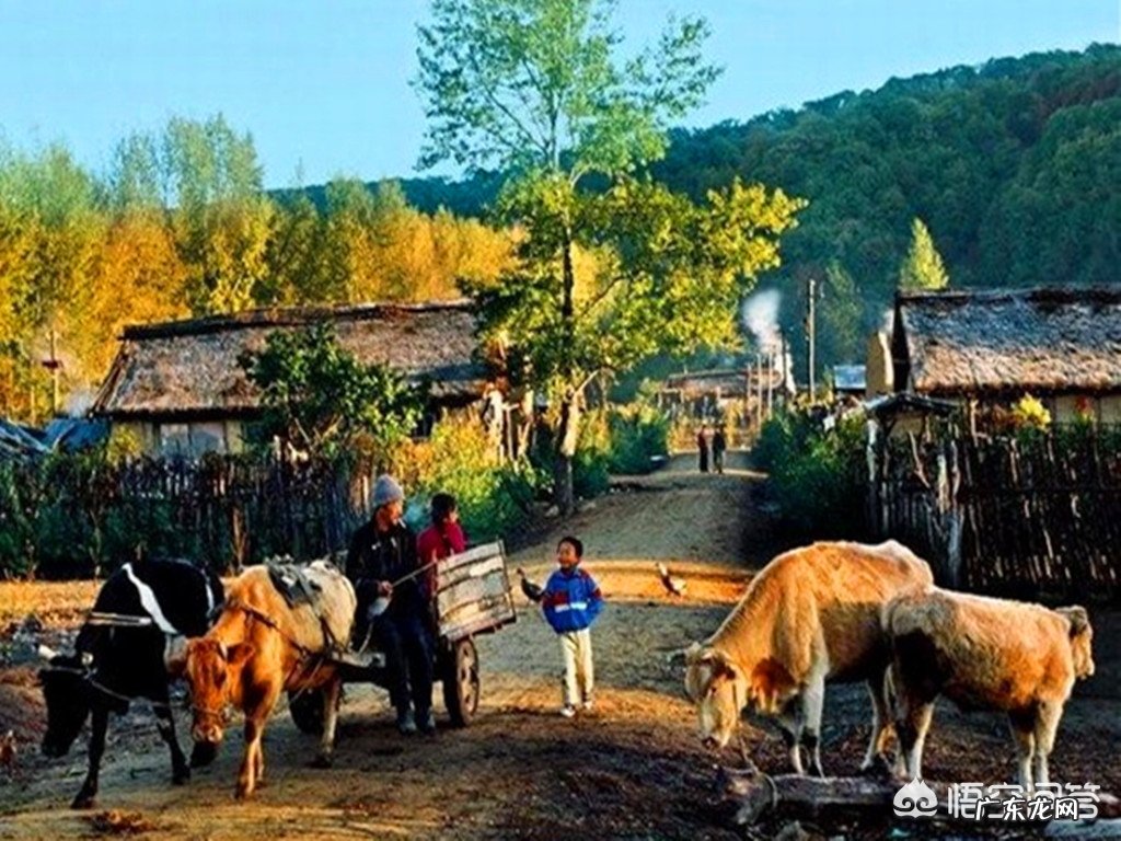 关于一条狗的故事?