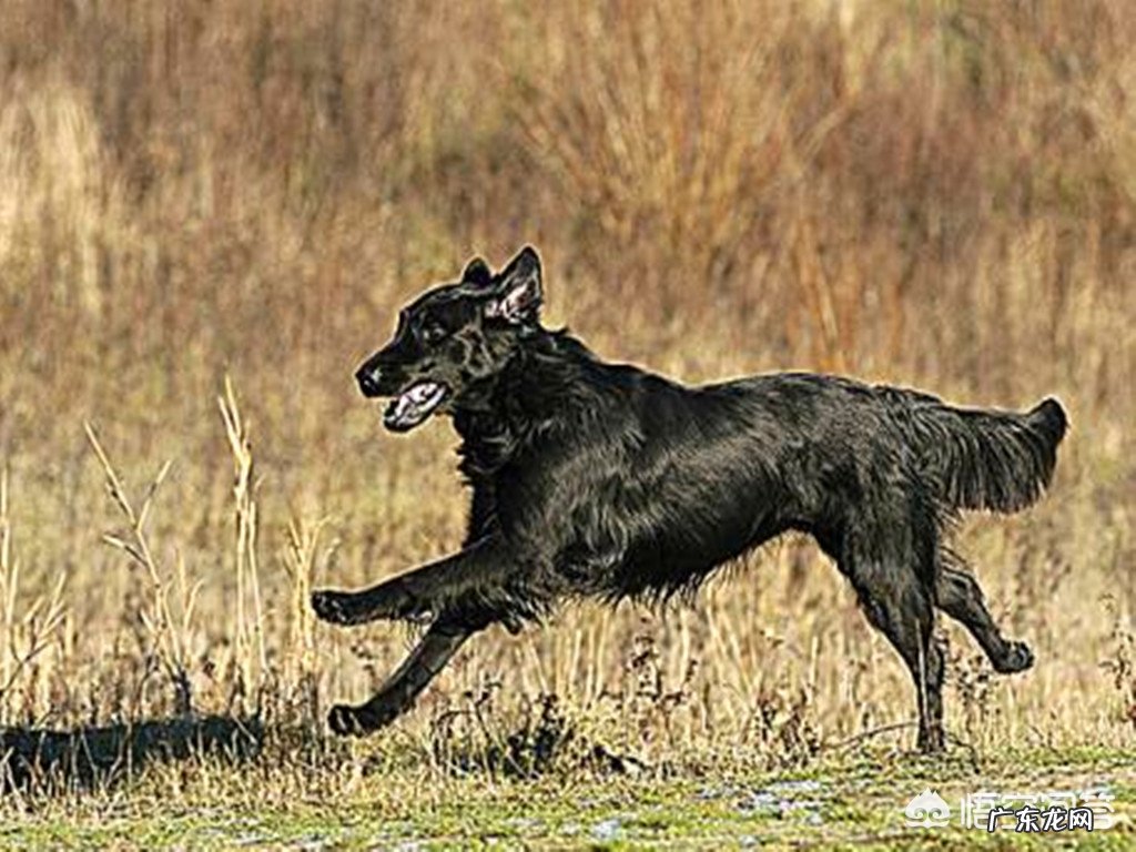 关于一条狗的故事?