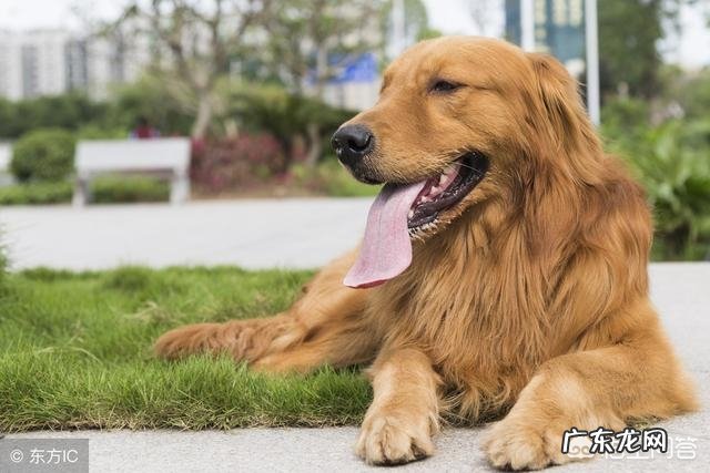 关于一条狗的故事？