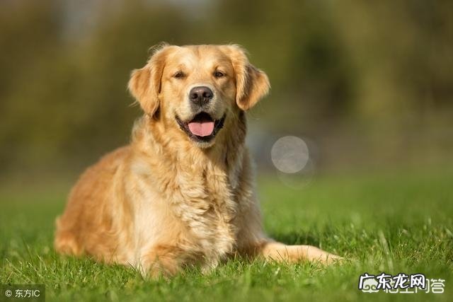 关于一条狗的故事？