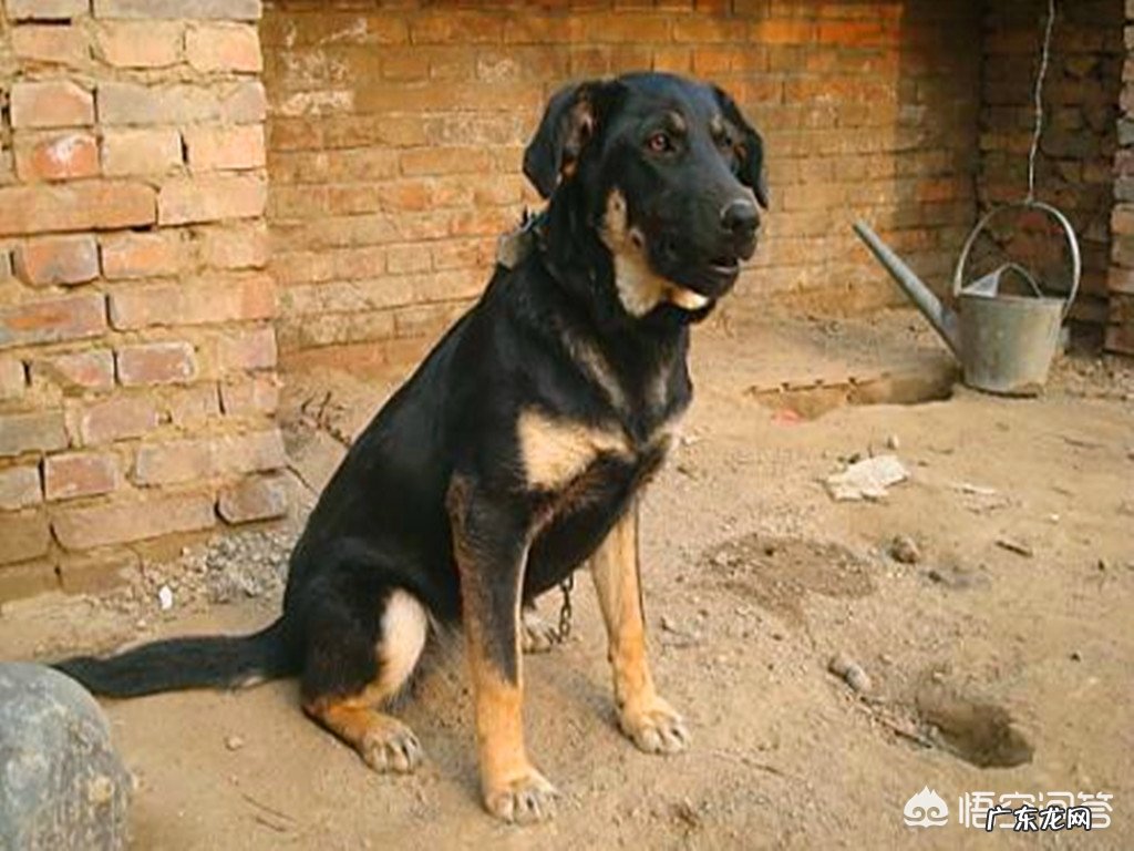 关于一条狗的故事?