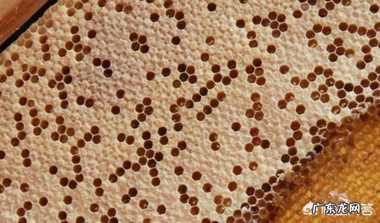 春天来了,百花要开了,蜜蜂要采蜜了。哪种花蜜质量最好?