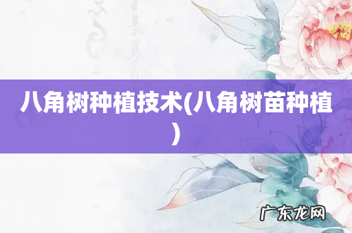八角树苗种植 八角树种植技术