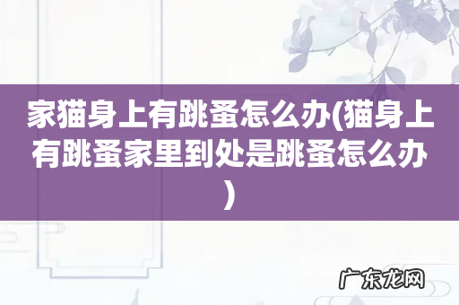 猫身上有跳蚤家里到处是跳蚤怎么办 家猫身上有跳蚤怎么办