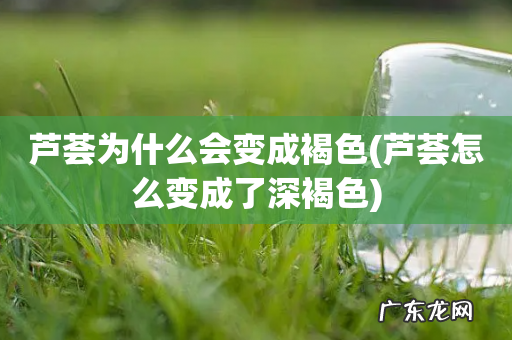 芦荟怎么变成了深褐色 芦荟为什么会变成褐色