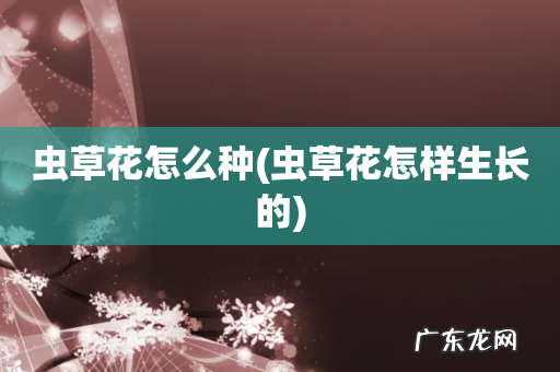 虫草花怎样生长的 虫草花怎么种