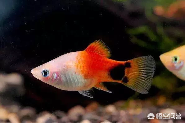 热带观赏鱼可以吃吗？好吃吗？