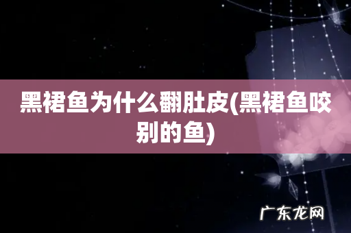黑裙鱼咬别的鱼 黑裙鱼为什么翻肚皮
