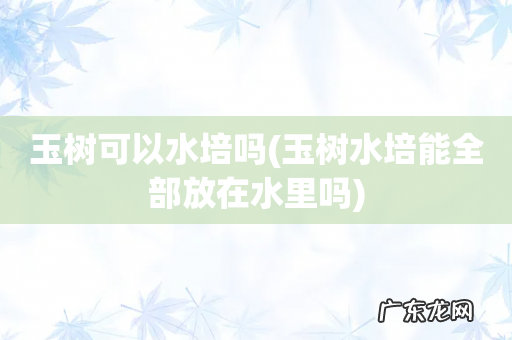 玉树水培能全部放在水里吗 玉树可以水培吗