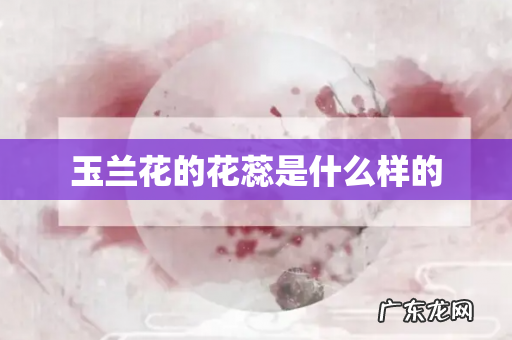 玉兰花的花蕊是什么样的