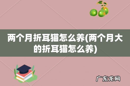 两个月大的折耳猫怎么养 两个月折耳猫怎么养