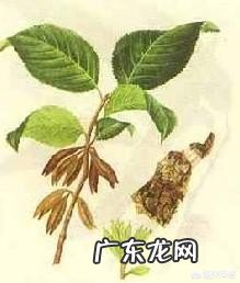 杜仲有哪些形态特征和功效?