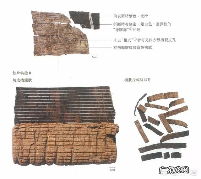 杜仲有哪些形态特征和功效?