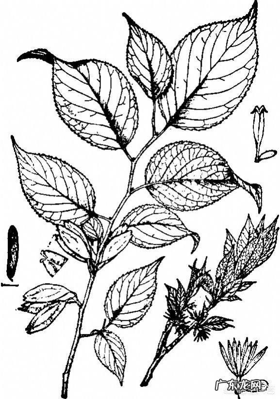 杜仲有哪些形态特征和功效?