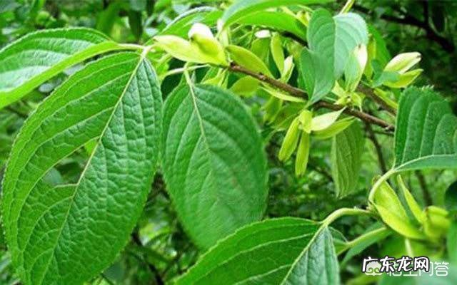 杜仲有哪些形态特征和功效?