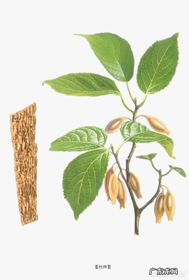 杜仲有哪些形态特征和功效?