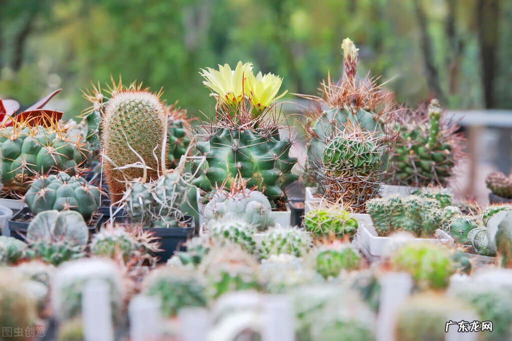 室内养藤蔓植物风水好吗 屋内养藤蔓植物的风水