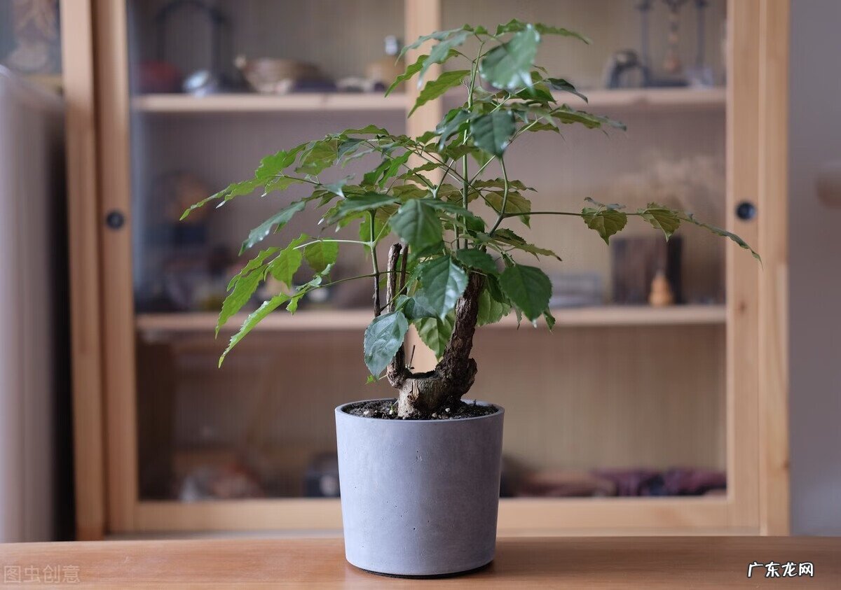 室内养藤蔓植物风水好吗 屋内养藤蔓植物的风水