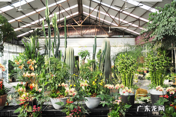 室内养藤蔓植物风水好吗 屋内养藤蔓植物的风水