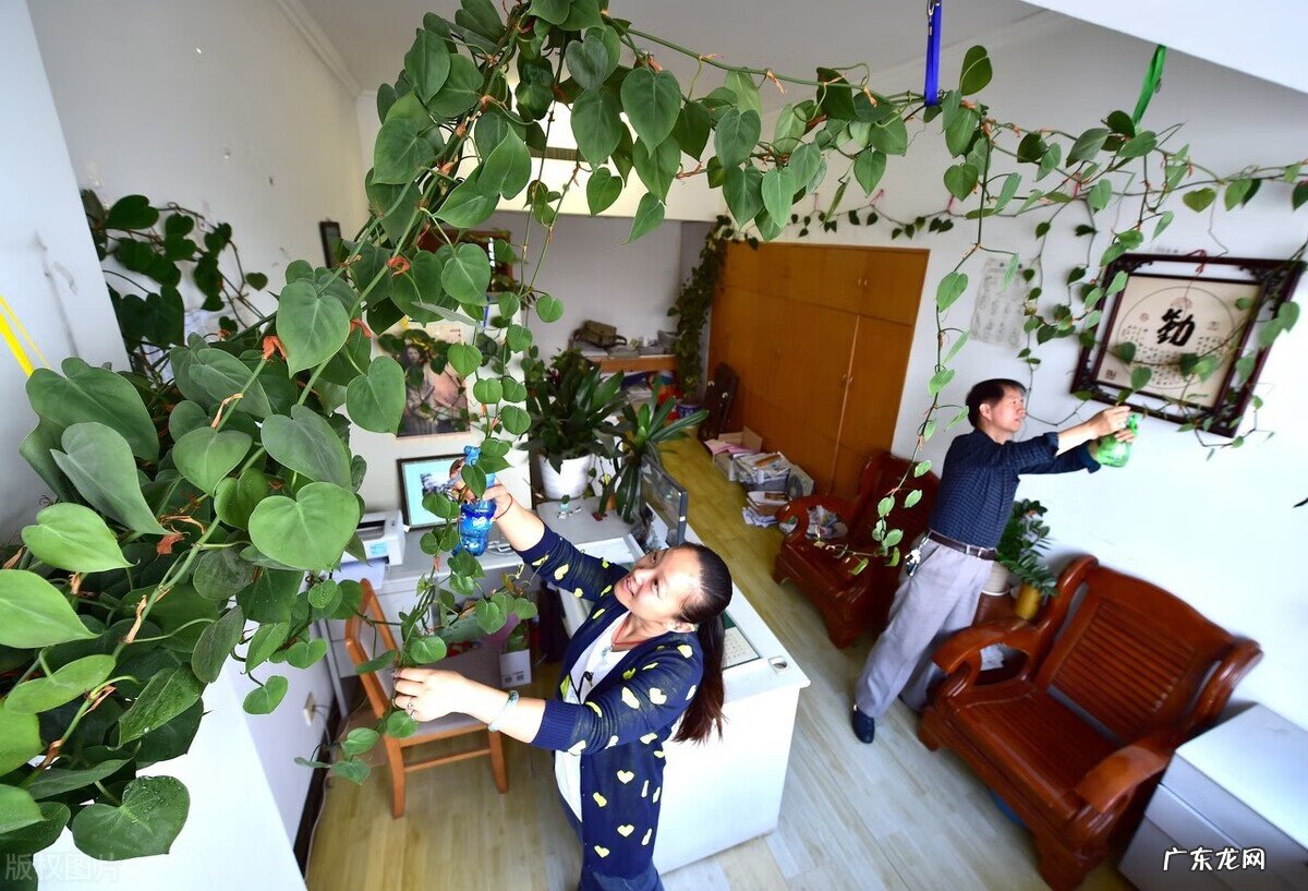 室内养藤蔓植物风水好吗 屋内养藤蔓植物的风水