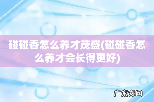 碰碰香怎么养才会长得更好 碰碰香怎么养才茂盛