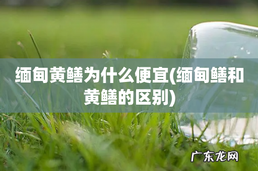 缅甸鳝和黄鳝的区别 缅甸黄鳝为什么便宜