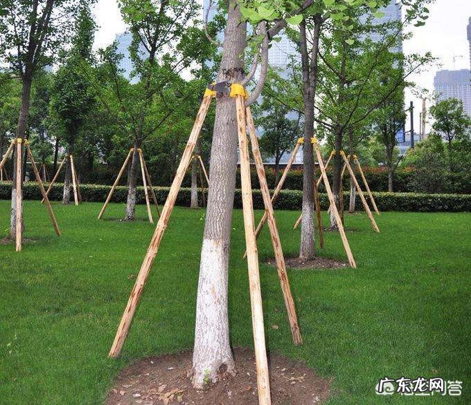 植树节快到了,你想种树吗?想怎么种?去哪种?和谁种?