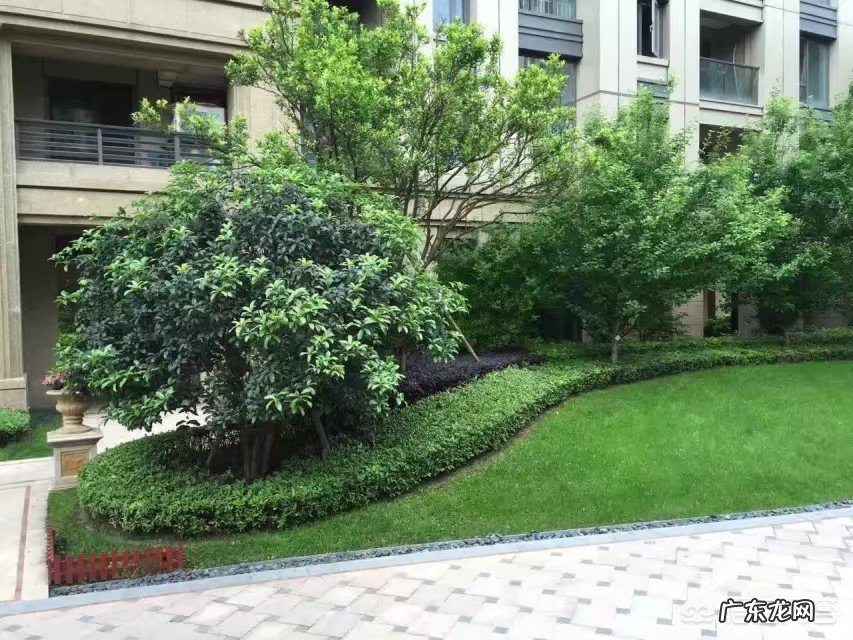 植树节快到了,你想种树吗?想怎么种?去哪种?和谁种?