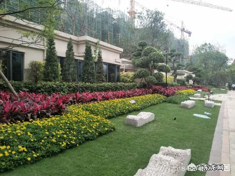 植树节快到了,你想种树吗?想怎么种?去哪种?和谁种?