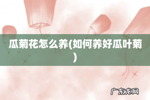 如何养好瓜叶菊 瓜菊花怎么养