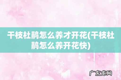 干枝杜鹃怎么养开花快 干枝杜鹃怎么养才开花