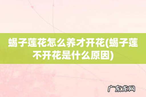 蝎子莲不开花是什么原因 蝎子莲花怎么养才开花