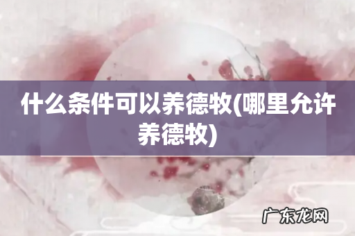 哪里允许养德牧 什么条件可以养德牧