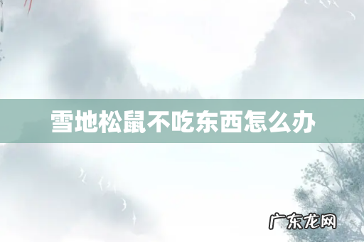雪地松鼠不吃东西怎么办